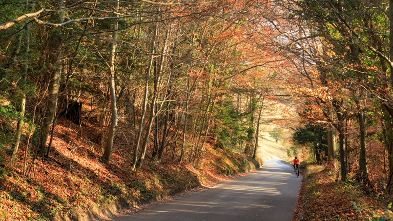 Beiciwr yn Box Hill, Surrey, yn seiclo i fyny ffordd serth, gyda choed â dail euraidd ar y ddwy ochr